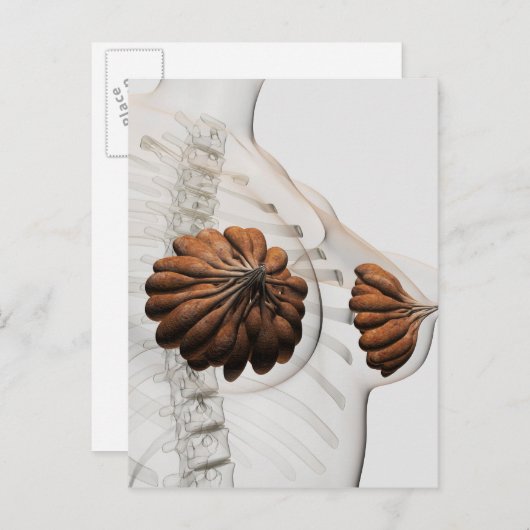 Sluiting van het Vrouw Mammary Glands Briefkaart (Voorkant / Achterkant)