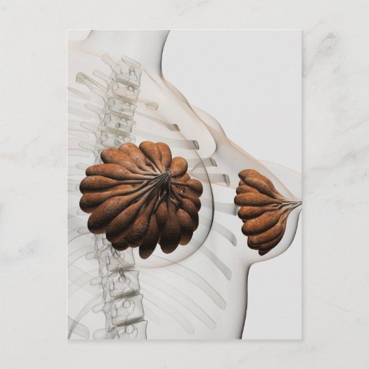 Sluiting van het Vrouw Mammary Glands Briefkaart (Voorkant)