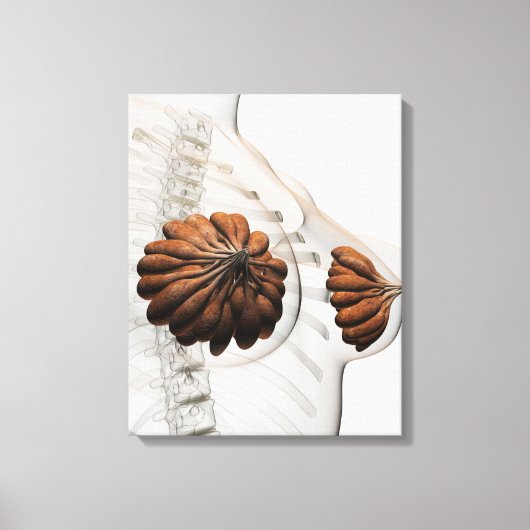 Sluiting van het Vrouw Mammary Glands Canvas Afdruk (Voorkant)