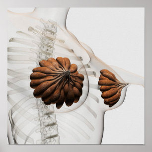 Sluiting van het Vrouw Mammary Glands Poster