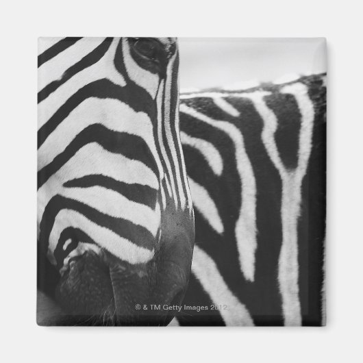 Sluiting van het zebra en de schouder magneet (Voorkant)