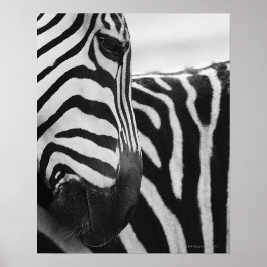 Sluiting van het zebra en de schouder poster (Voorkant)