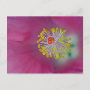 Sluiting van Hibiscus flower stamen, Hibiscus Briefkaart