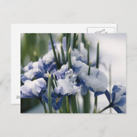 Sluiting van Iris Briefkaart (Voorkant / Achterkant)