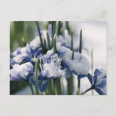 Sluiting van Iris Briefkaart (Voorkant)