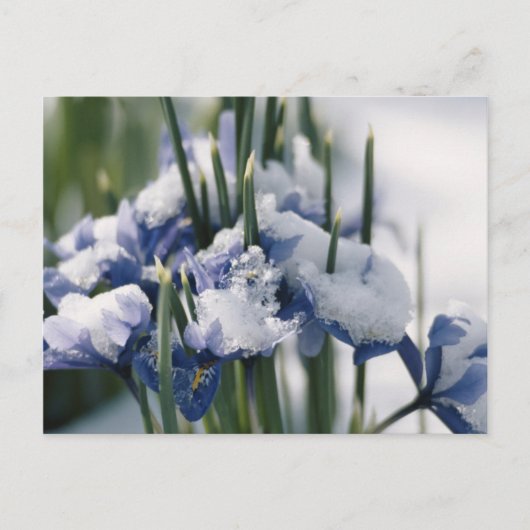 Sluiting van Iris Briefkaart (Voorkant)