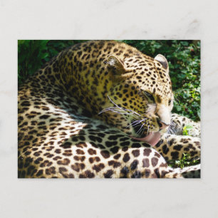 Sluiting van Javan leopard die hun haar likt Feestdagenkaart