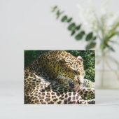 Sluiting van Javan leopard die hun haar likt Feestdagenkaart (Staand voorkant)