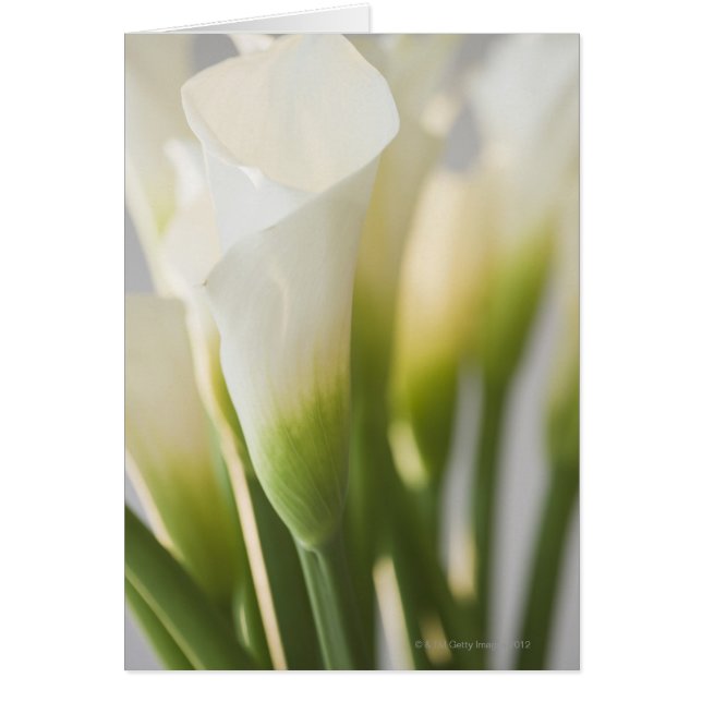 Sluiting van kalalijbloemen (Voorkant)