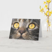 Sluiting van kat met gele ogen kaart (Gele Bloem)