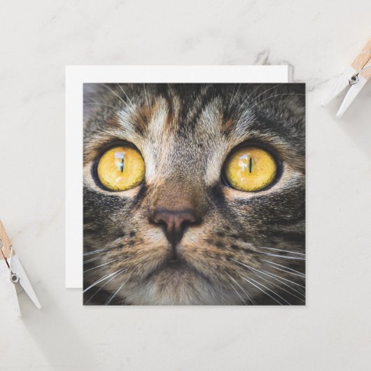 Sluiting van kat met gele ogen kaart (Voorkant / Achterkant in situ)