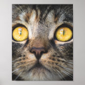 Sluiting van kat met gele ogen poster (Voorkant)