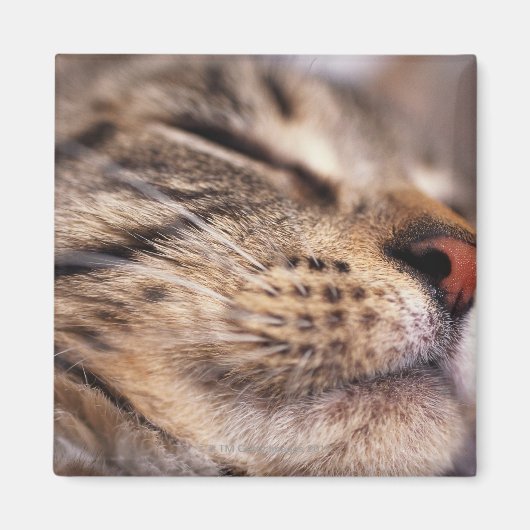 Sluiting van kattenwhiskers en muilkorven magneet (Voorkant)