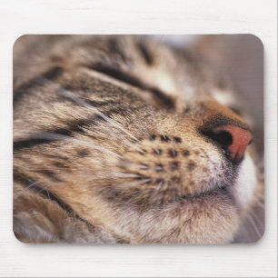 Sluiting van kattenwhiskers en muilkorven muismat