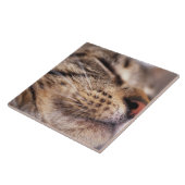 Sluiting van kattenwhiskers en muilkorven tegeltje (Zijkant)