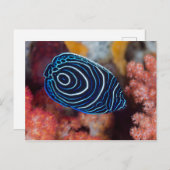 Sluiting van keizer Angelfish Briefkaart (Voorkant / Achterkant)
