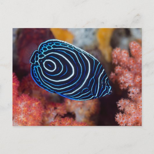 Sluiting van keizer Angelfish Briefkaart (Voorkant)
