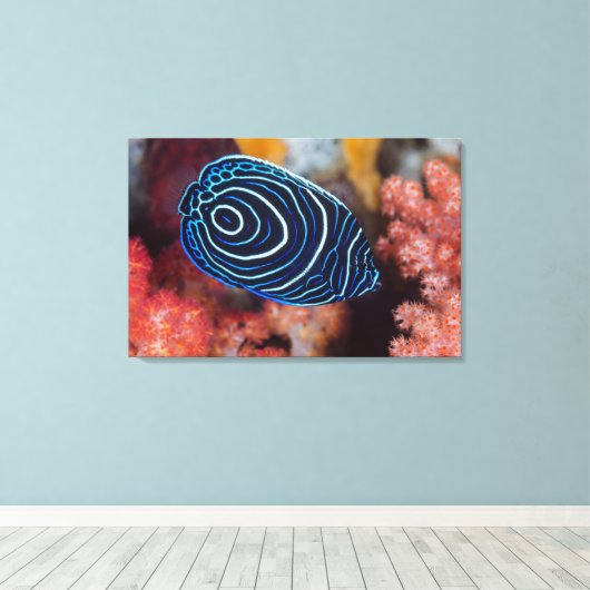 Sluiting van keizer Angelfish Canvas Afdruk (Insitu (Houten vloer))