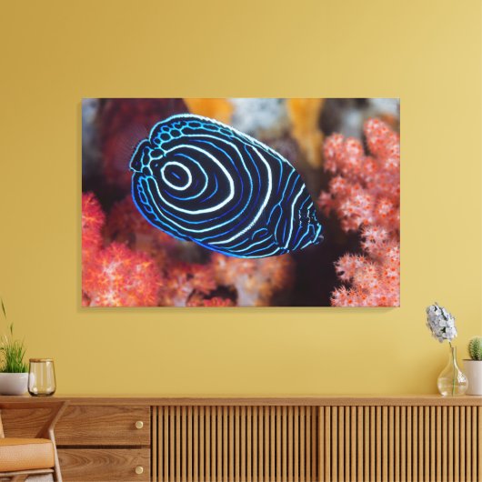 Sluiting van keizer Angelfish Canvas Afdruk (Insitu (Woonkamer))