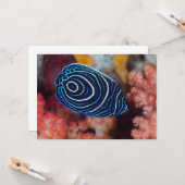 Sluiting van keizer Angelfish Kaart (Voorkant / Achterkant in situ)