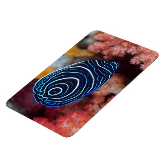 Sluiting van keizer Angelfish Magneet (Linkerzijde)