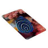 Sluiting van keizer Angelfish Magneet (Rechterzijde)