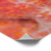 Sluiting van keizer Angelfish Poster (Hoek)