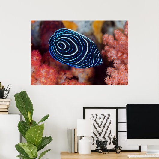 Sluiting van keizer Angelfish Poster (Thuiskantoor)