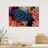 Sluiting van keizer Angelfish Poster (Keuken)