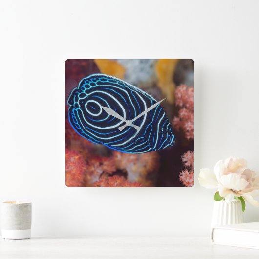 Sluiting van keizer Angelfish Vierkante Klok (Huis)