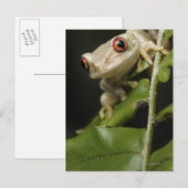 Sluiting van kikker van bosbomen (Leptopelis) Briefkaart (Voorkant / Achterkant)