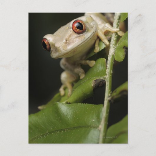 Sluiting van kikker van bosbomen (Leptopelis) Briefkaart (Voorkant)