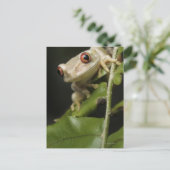 Sluiting van kikker van bosbomen (Leptopelis) Briefkaart (Staand voorkant)