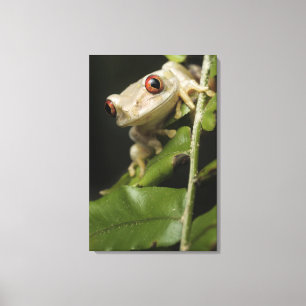 Sluiting van kikker van bosbomen (Leptopelis) Canvas Afdruk