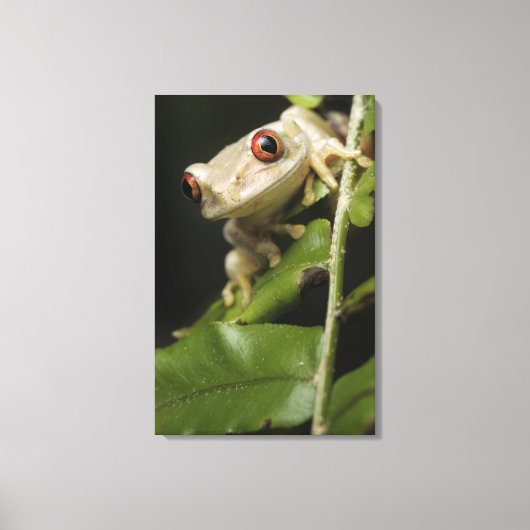 Sluiting van kikker van bosbomen (Leptopelis) Canvas Afdruk (Voorkant)