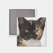 Sluiting van kitten magneet (Voorkant / Achterkant)