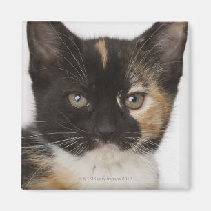 Sluiting van kitten magneet