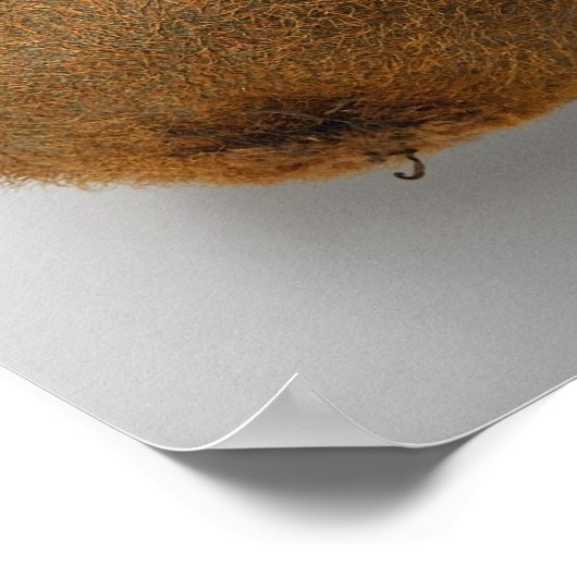 Sluiting van kiwi-vruchten 2 poster (Hoek)