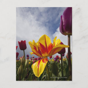 Sluiting van kleurrijke bloeiende tulpen in Oregon Briefkaart