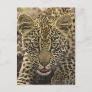 Sluiting van Leopard, Greater Kruger National 2 Briefkaart