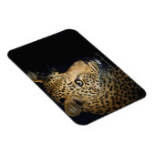 Sluiting van Leopard, Greater Kruger National Magneet (Rechterzijde)