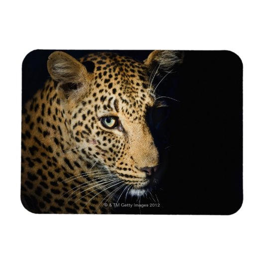 Sluiting van Leopard, Greater Kruger National Magneet (Horizontaal)