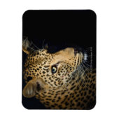 Sluiting van Leopard, Greater Kruger National Magneet (Verticaal)