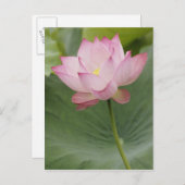 Sluiting van Lotus flower, Nelumbo nucifera), Briefkaart (Voorkant / Achterkant)