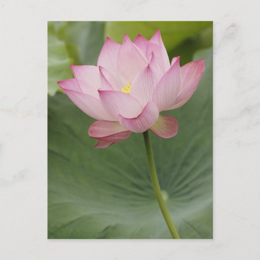 Sluiting van Lotus flower, Nelumbo nucifera), Briefkaart (Voorkant)