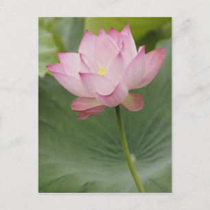 Sluiting van Lotus flower, Nelumbo nucifera), Briefkaart