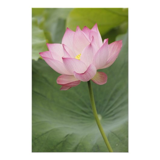Sluiting van Lotus flower, Nelumbo nucifera), Foto Afdruk (Voorkant)