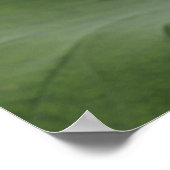 Sluiting van Lotus flower, Nelumbo nucifera), Poster (Hoek)