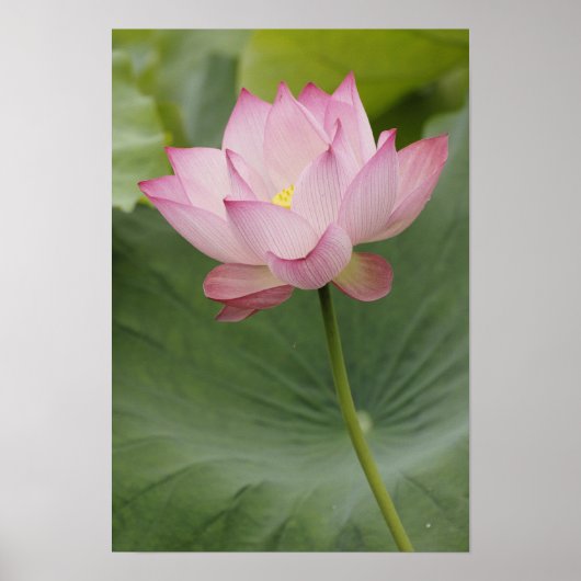 Sluiting van Lotus flower, Nelumbo nucifera), Poster (Voorkant)