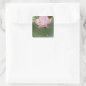 Sluiting van Lotus flower, Nelumbo nucifera), Vierkante Sticker (Tas)